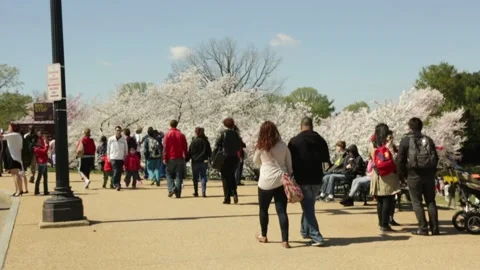 Washington, DC Cherry Blossom Stock Footage 227009130