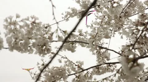 Washington DC Cherry Blossom Kite Flying Stock Footage 10812575