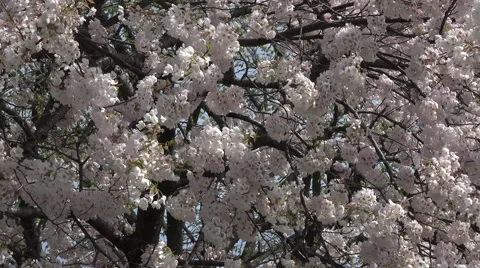 Washington DC cherry blossom tree close 4K Stock Footage 49668464