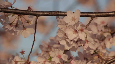 Washington dc cherry blossoms flowers Video stock 37660812
