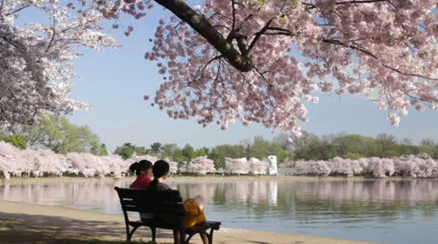 Washington dc cherry blossoms Stock Footage 26069141