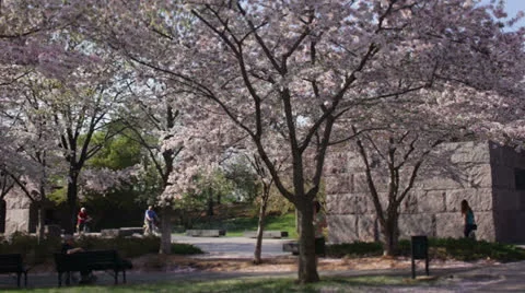 Washington dc cherry blossoms Stock Footage 26069173