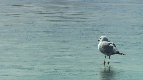 Washington DC Stock Footage 123934717