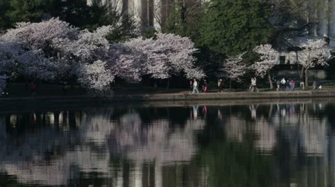 Washington dc jefferson cherry blossoms Stock Footage 37627225