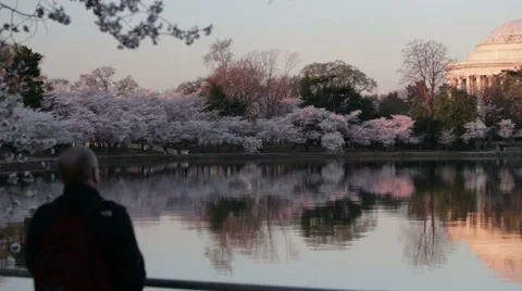 Washington dc Jefferson Memorial cherry blossoms Stock Footage 37626856