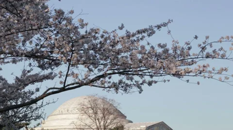 Washington dc Jefferson Memorial cherry blossoms Video stock 37626865