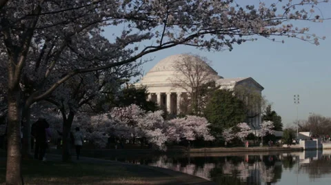 Washington dc Jefferson Memorial cherry blossoms Video stock 37626915
