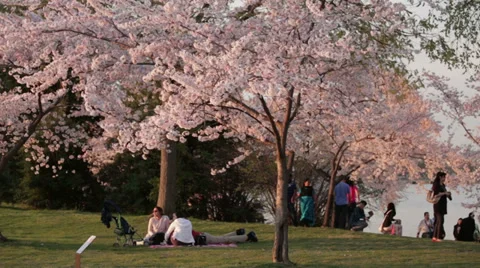 Washington dc park setting cherry blossoms Stock Footage 37660907