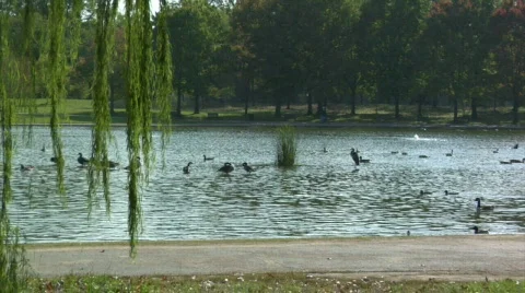 Washington DC Pond with Ducks with Audio Stock Footage 157454