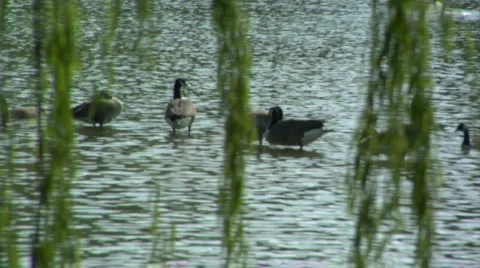 Washington DC Pond with Ducks Closeup with Audio Stock Footage 157445