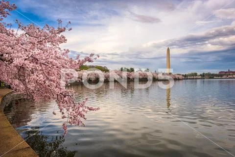Washington DC in Spring Stock Photos
