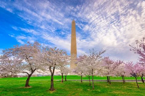 Washington DC in Spring Stock Photos
