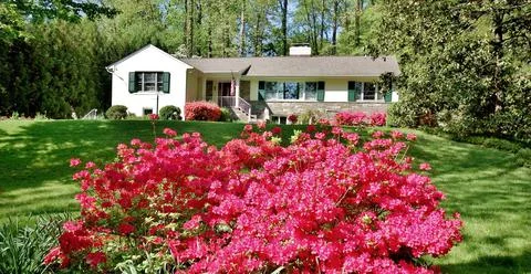 Washington DC spring time azaleas in the gardens Stock Photos