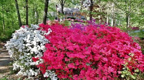 Washington DC spring time azaleas in the gardens Stock Photos