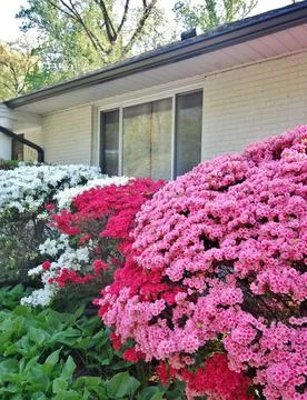 Washington DC spring time azaleas in the gardens 스톡 사진