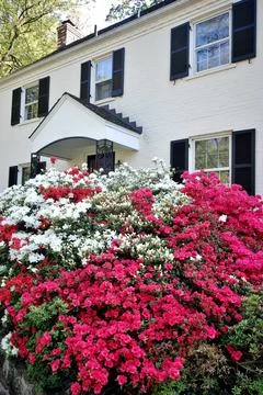Washington DC spring time azaleas in the gardens Stock Photos