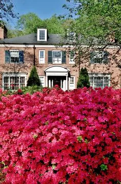 Washington DC spring time azaleas in the gardens Stock Photos