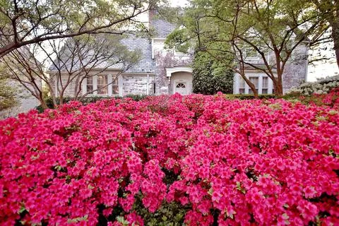 Washington DC spring time azaleas in the gardens Foto stock