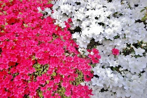 Washington DC spring time azaleas in the gardens Stock Photos