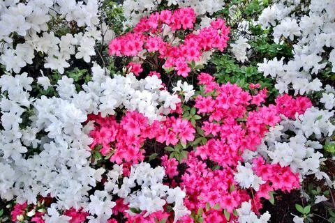 Washington DC spring time azaleas in the gardens Stock Photos
