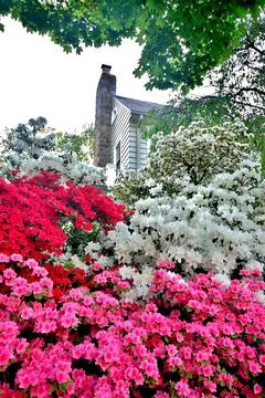 Washington DC spring time azaleas in the gardens Foto stock