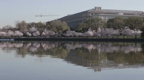 Washington dc tidal basin cherry blossoms Stock Footage 37627204