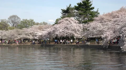 Washington DC Tidal cherry blossom tourism 4K Video stock 49670118