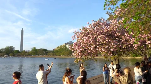 Washington DC, USA - April 04, 2026: Tourists at Cherry Blossom Trees at Ti.. Stock Footage 336593292