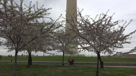 Washington DC Washington Monument cherry blossoms tourism 4K Stock Footage 49874576