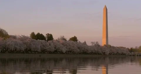 Washington Monument and Trees at Sunset in DC Vídeos de archivo 106207831