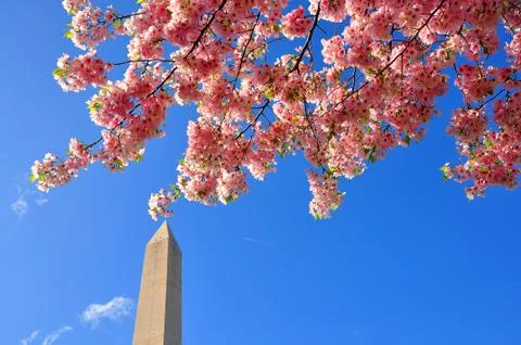 Washington monument in cherry bloom Stock Photos