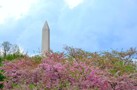 Washington monument in cherry bloom Stock Photos