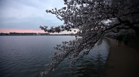 Washington Monument Cherry Blossom DC Tidal Basin Pan Stock Footage 10808280