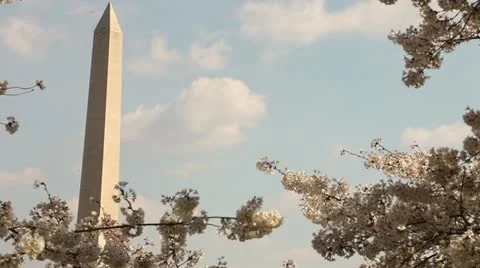 Washington Monument Cherry Blossom DC Sky Stock Footage 10808804