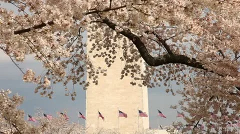 Washington Monument Cherry Blossom DC Stock Footage 10809111