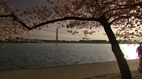Washington Monument Cherry Blossom DC Dolly Stock Footage 10810298
