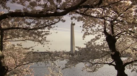 Washington Monument Cherry Blossom DC Tracking Shot Stock Footage 10810330