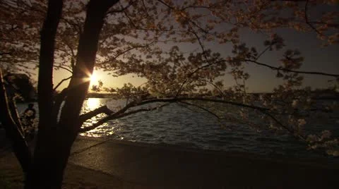 Washington Monument Cherry Blossom DC Pan Sunset Stock Footage 10810387