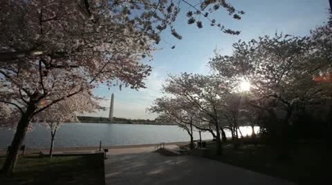 Washington Monument Cherry Blossom DC Sunset Stock Footage 10810801