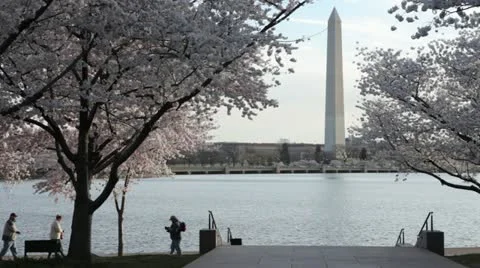 Washington Monument Cherry Blossom DC Tidal Basin Stock Footage 10810820