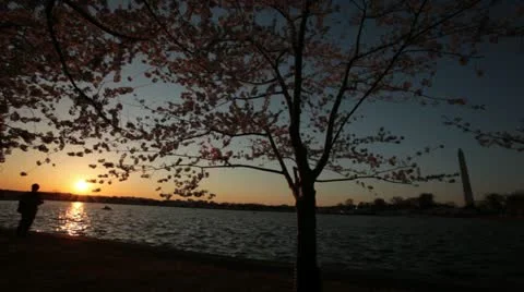 Washington Monument Cherry Blossom DC Sunset Stock Footage 10810830
