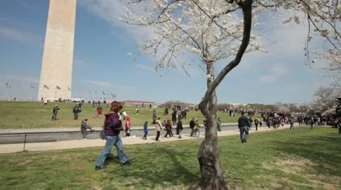 Washington Monument Cherry Blossom DC Tilt Stock Footage 10812484