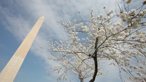 Washington Monument Cherry Blossom DC Dutch Angle Stock Footage 10812505