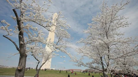 Washington Monument Cherry Blossom DC Tilt Stock Footage 10812523