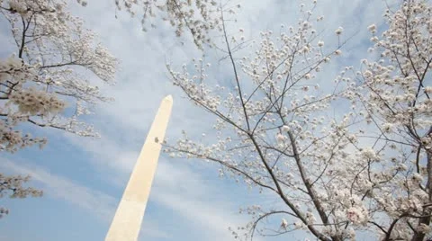Washington Monument Cherry Blossom DC Pan Stock Footage 10812546