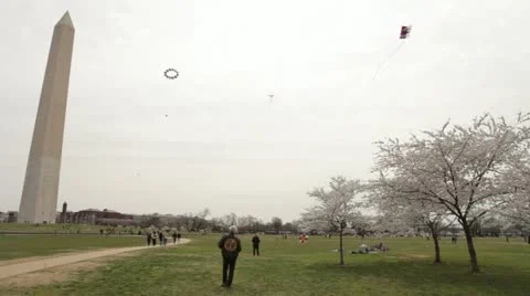 Washington Monument Cherry Blossom DC Kites Stock Footage 10812611