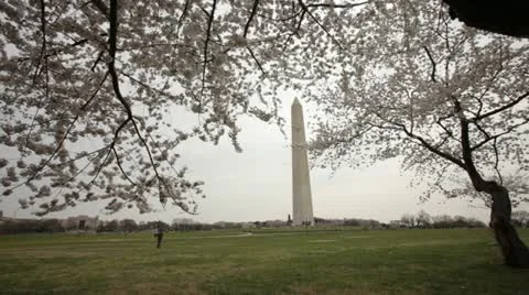 Washington Monument Cherry Blossom DC Pan Stock Footage 10812657