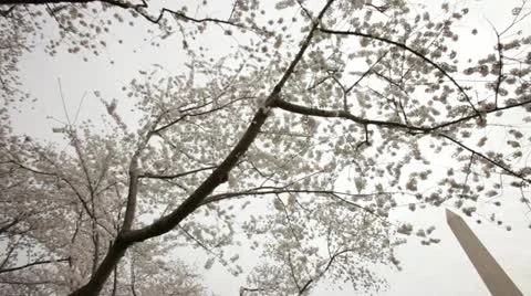 Washington Monument Cherry Blossom DC Tilt Stock Footage 10812749