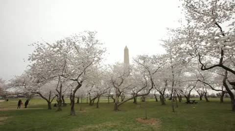 Washington Monument Cherry Blossom DC Pan Stock Footage 10812799