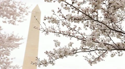 Washington Monument Cherry Blossom DC Stock Footage 10812864